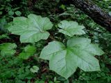 Oplopanax elatus