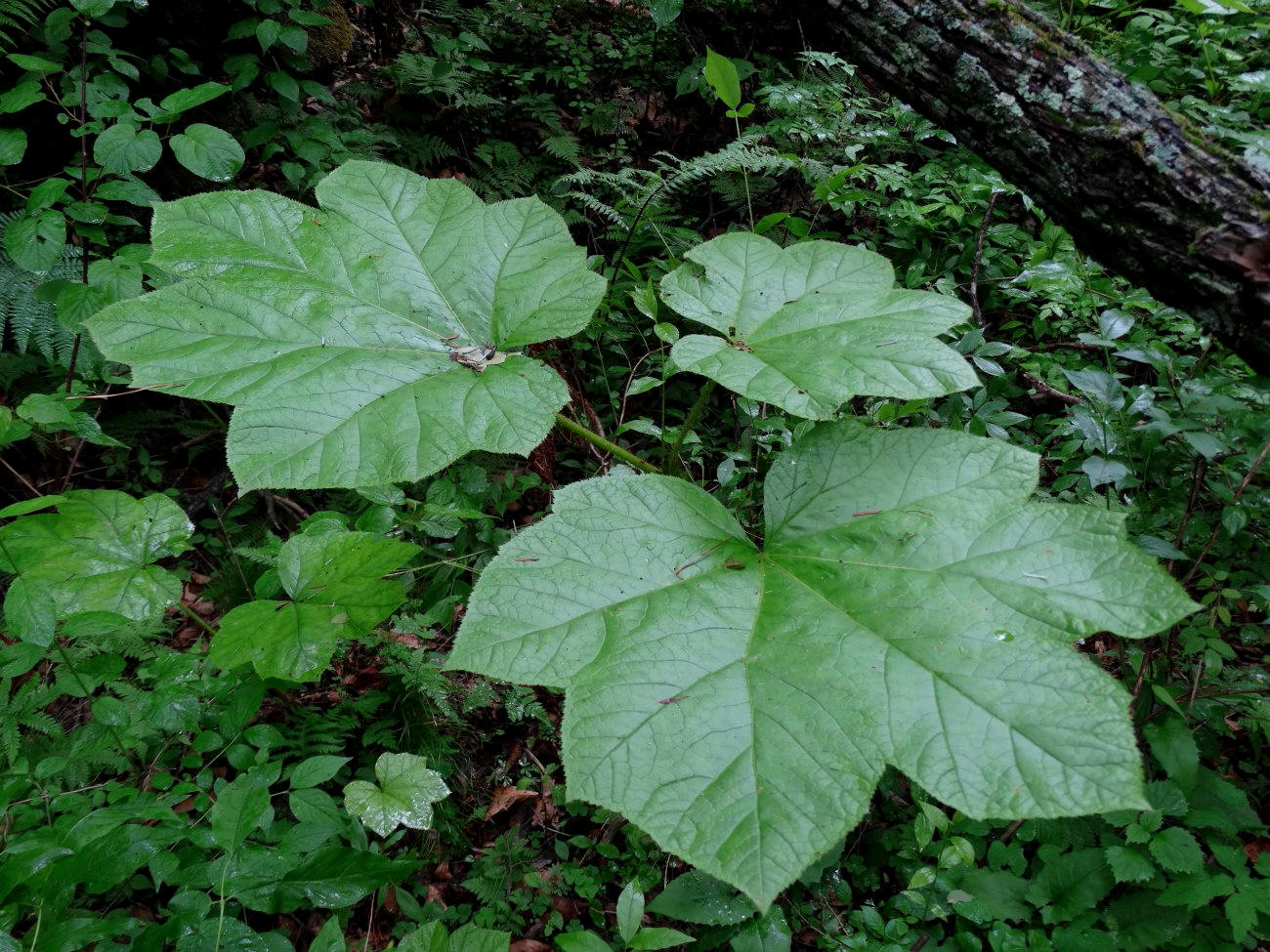 Изображение особи Oplopanax elatus.