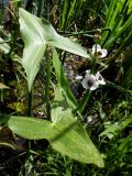 Sagittaria sagittifolia. Лист и цветущее соцветие. Марий Эл, г. Йошкар-Ола, Малая Кокшага. 24.06.2016.