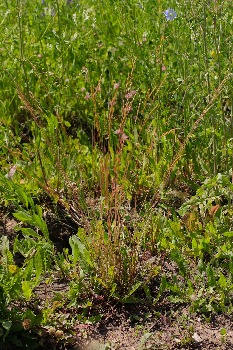 Изображение особи семейство Poaceae.