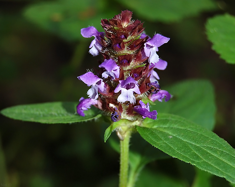 Image of Prunella vulgaris specimen.