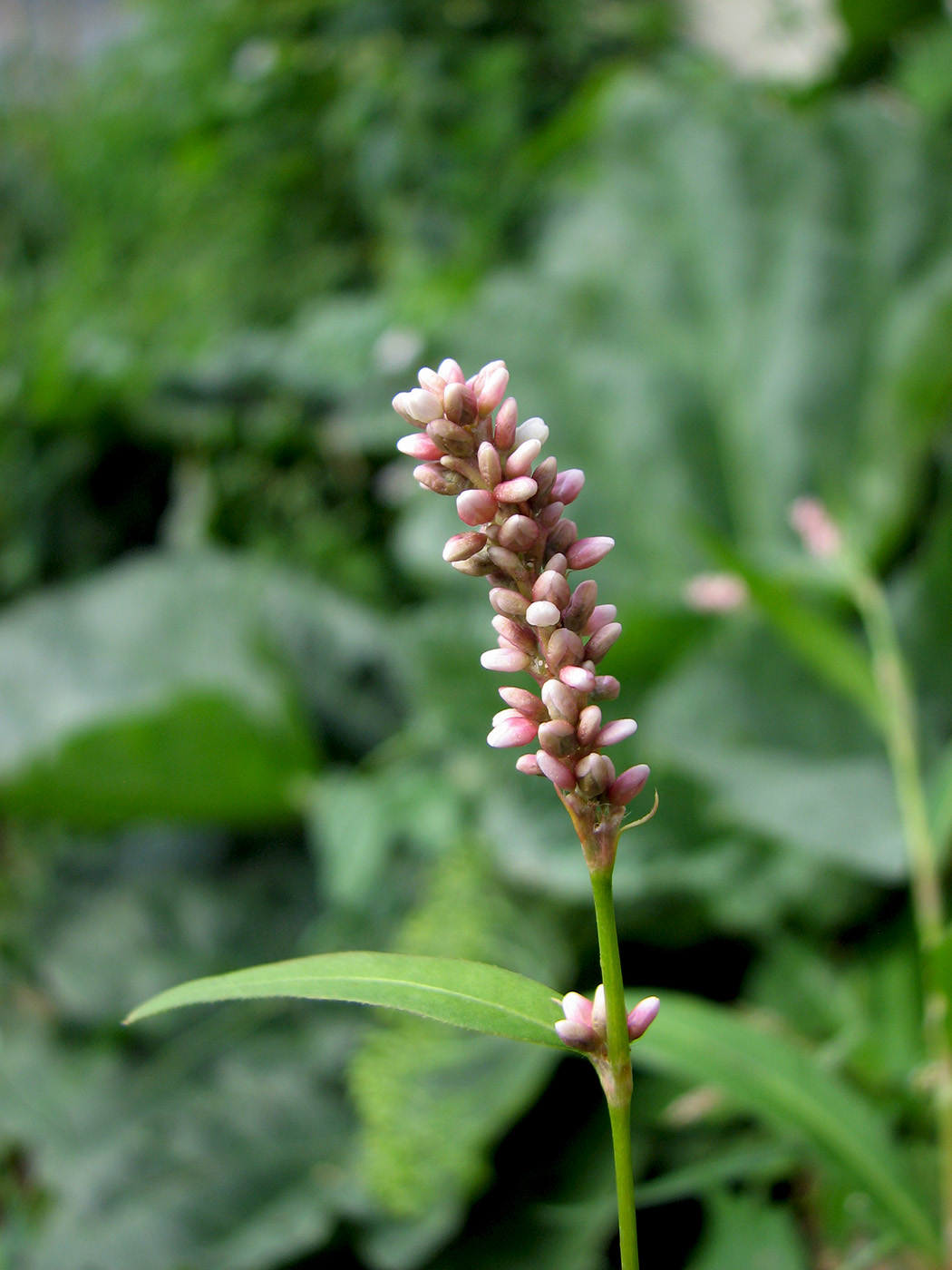 Image of genus Persicaria specimen.