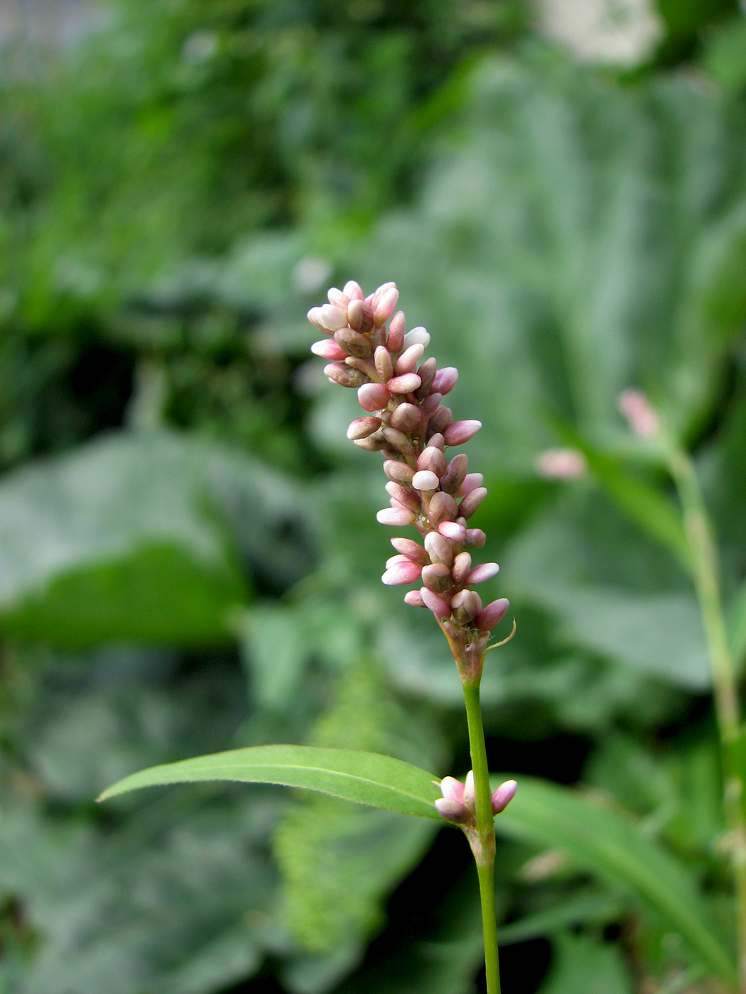 Изображение особи род Persicaria.