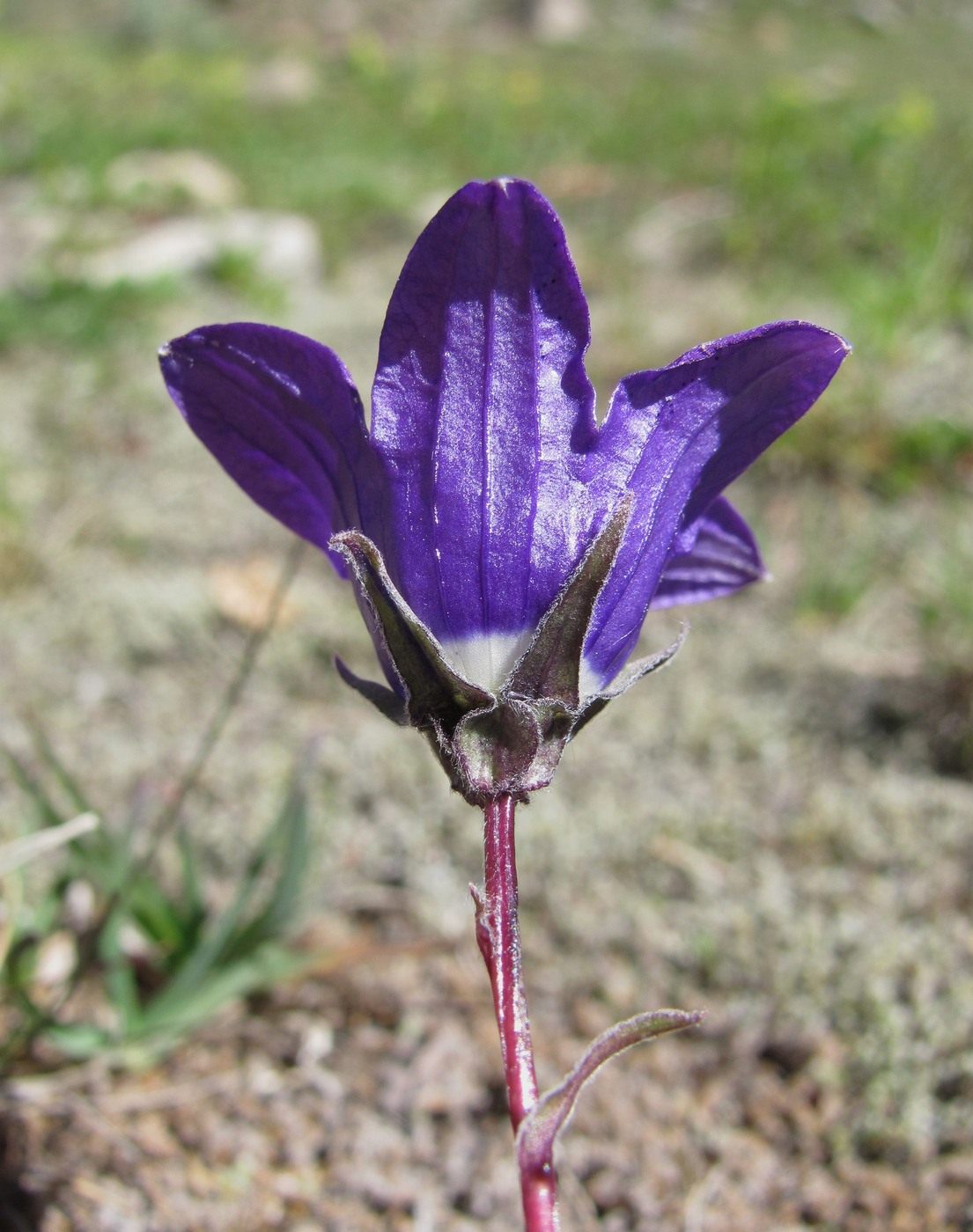 Изображение особи Campanula saxifraga.