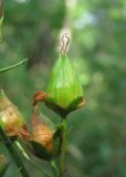 Hypericum lydium. Незрелый плод. Краснодарский край, Абинский р-н, склон горы Западный Папай. 10.07.2016.
