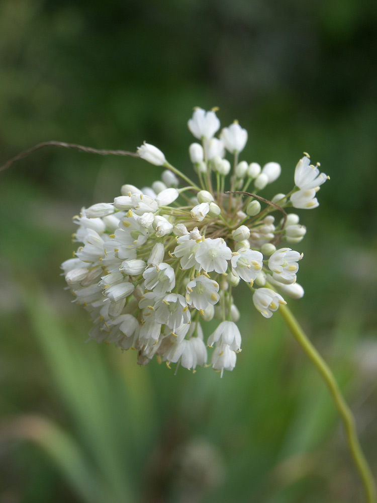 Изображение особи Allium myrianthum.