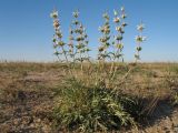 Phlomoides septentrionalis