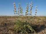 Phlomoides septentrionalis. Цветущее растение. Казахстан, Южное Прибалхашье, южная кромка пустыни Таукум, зарастающий такыр. 19 мая 2016 г.