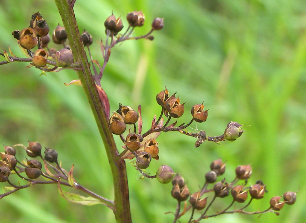 Изображение особи Scrophularia umbrosa.