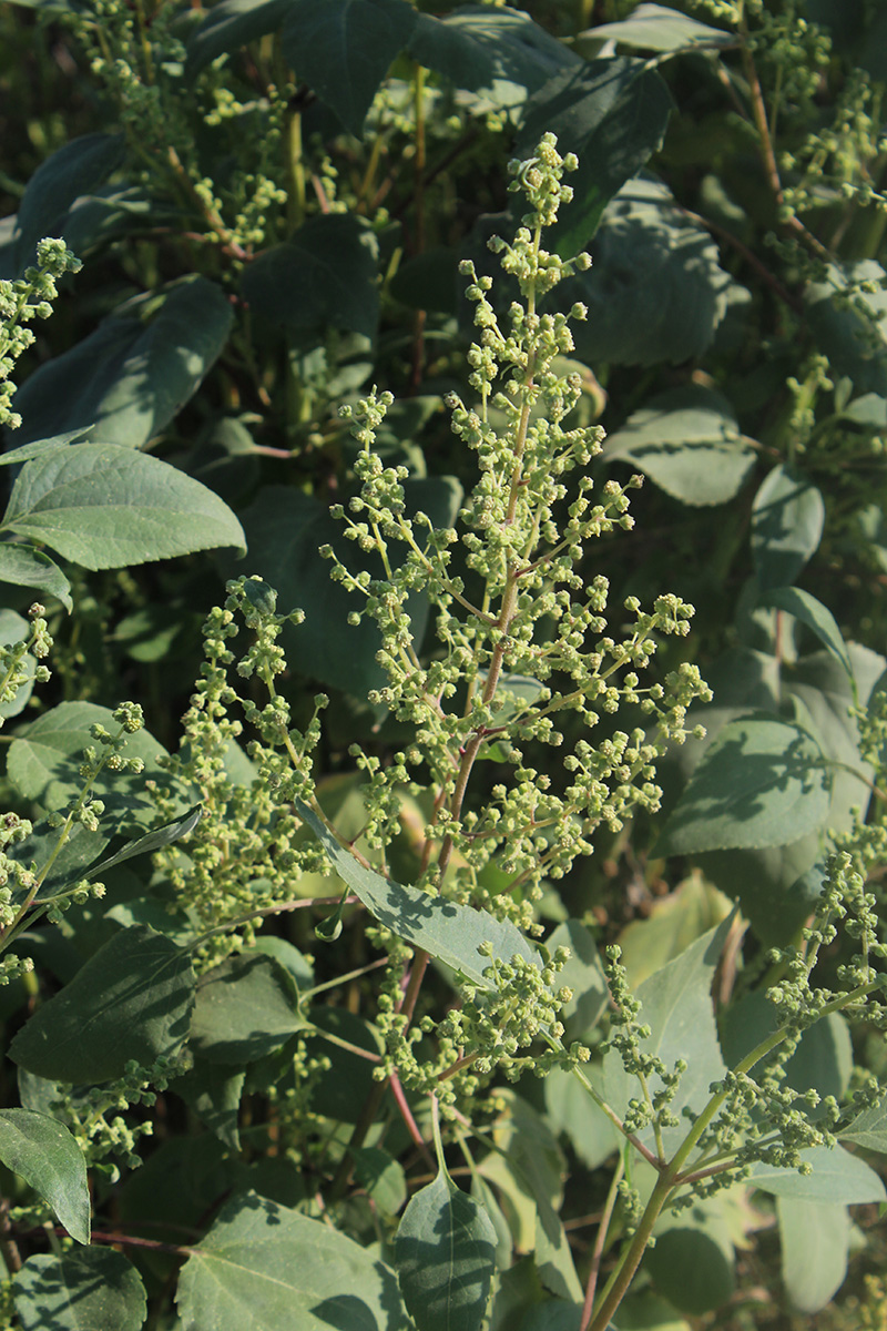 Image of Cyclachaena xanthiifolia specimen.