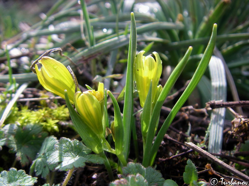 Image of genus Gagea specimen.