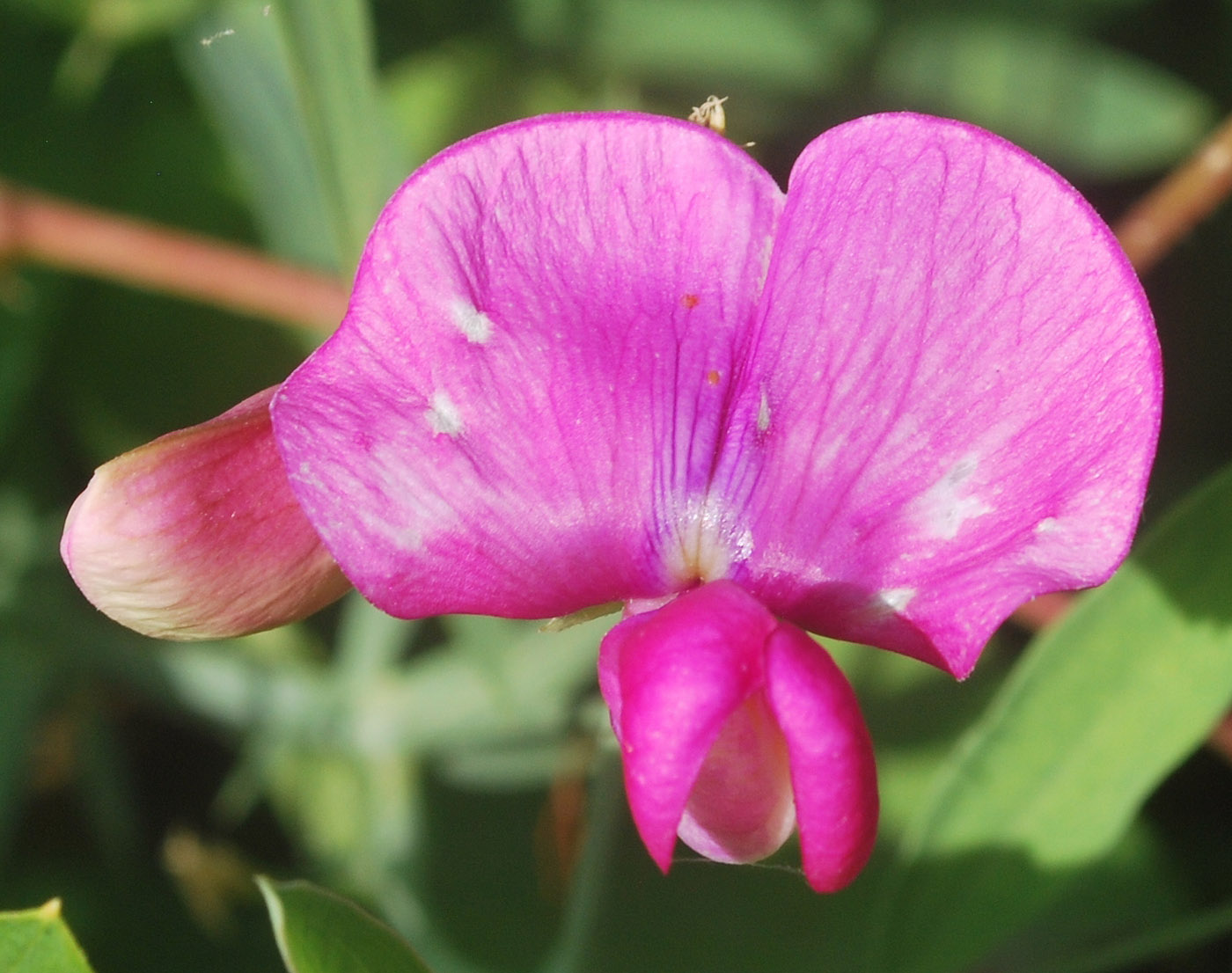 Изображение особи Lathyrus latifolius.