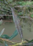 Image of taxon representative. Author is Геннадий Окатов