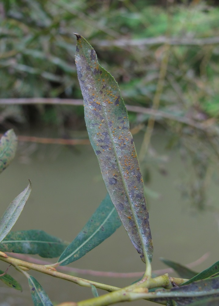 Изображение особи Salix elbursensis.