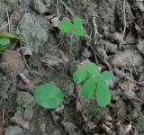 Robinia pseudoacacia. Молодое растение. Краснодарский край, Абинский р-н, ст-ца Холмская, берег р. Хабль. 14.09.2016.