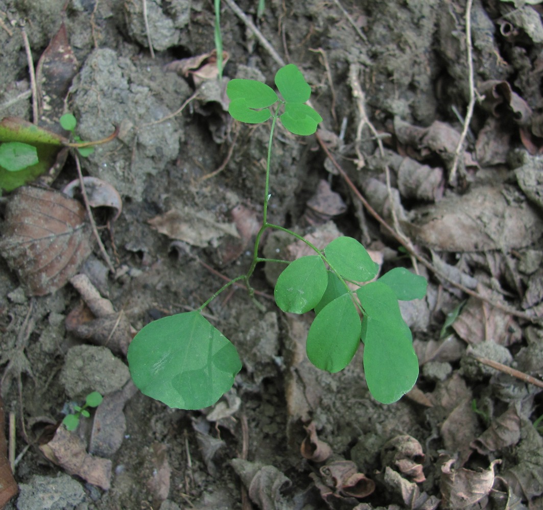 Изображение особи Robinia pseudoacacia.