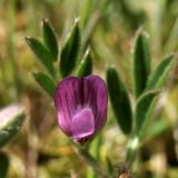 Vicia lathyroides. Цветок на фоне листьев. Нидерланды, провинция Friesland, о-в Schiermonnikoog, территория кемпинга, участок с нарушенным травяным покровом. 1 мая 2010 г.