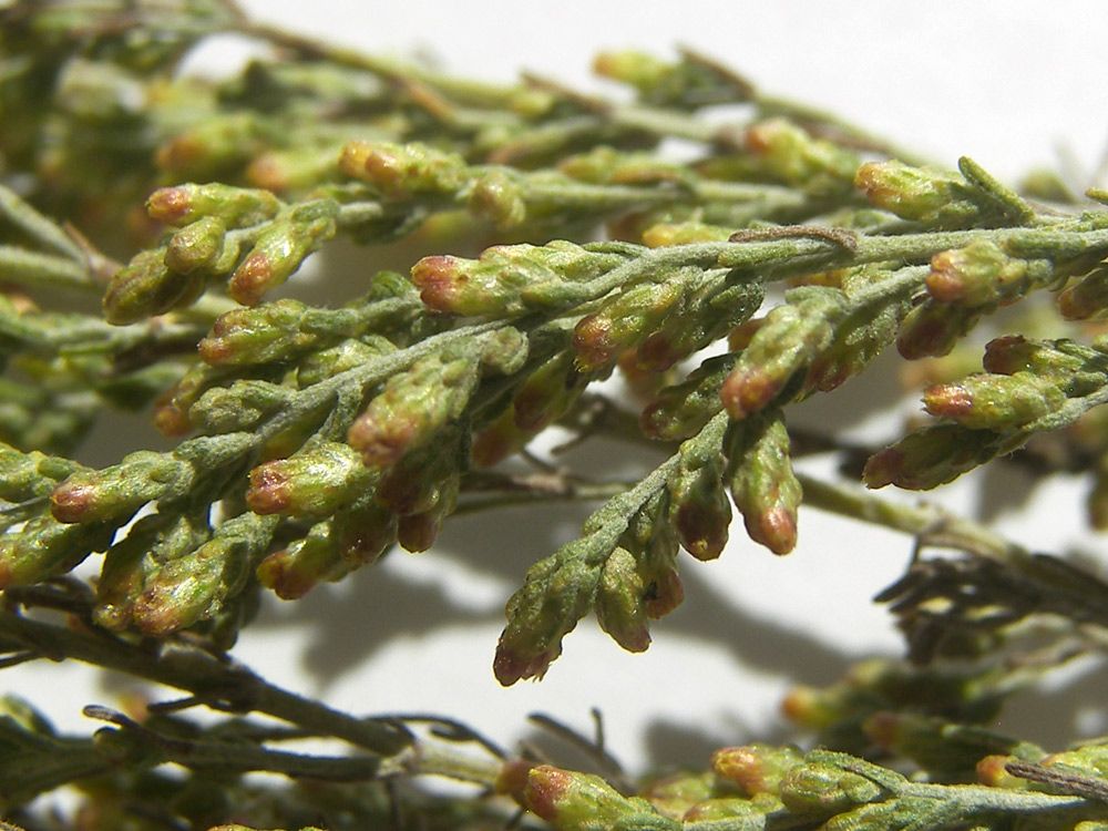 Image of Artemisia taurica specimen.