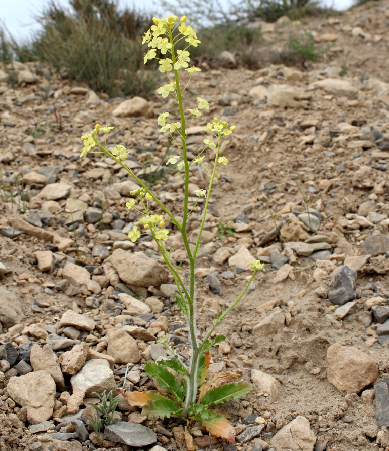 Изображение особи Cymatocarpus pilosissimus.