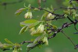 Lonicera altaica