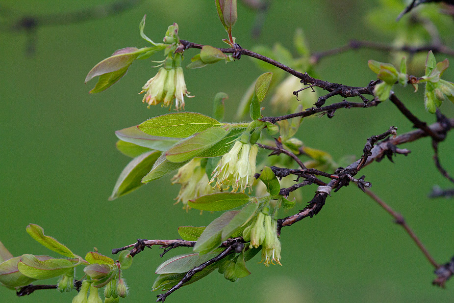 Image of Lonicera altaica specimen.