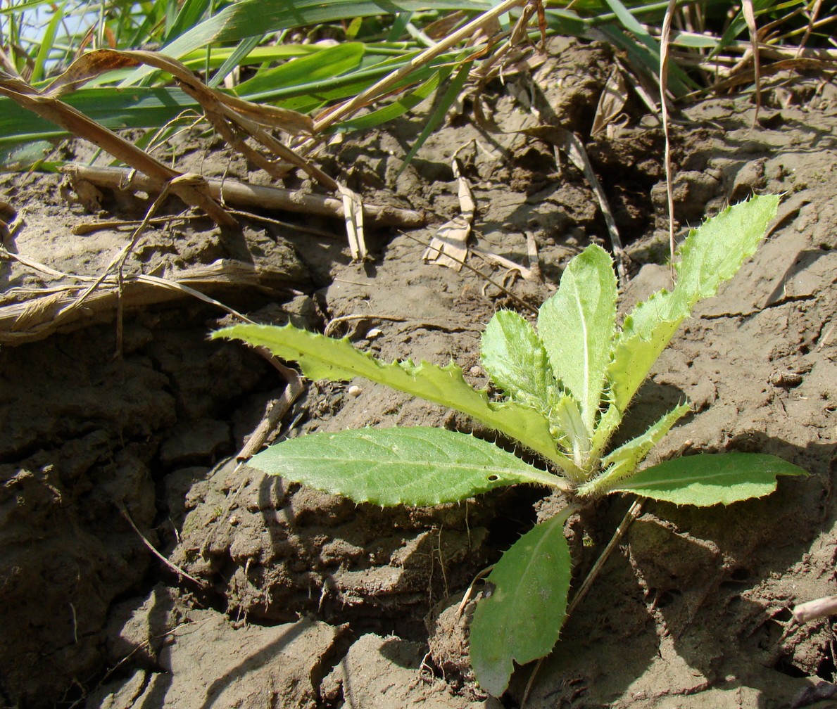 Изображение особи Cirsium incanum.