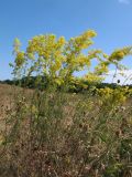 Galium verum