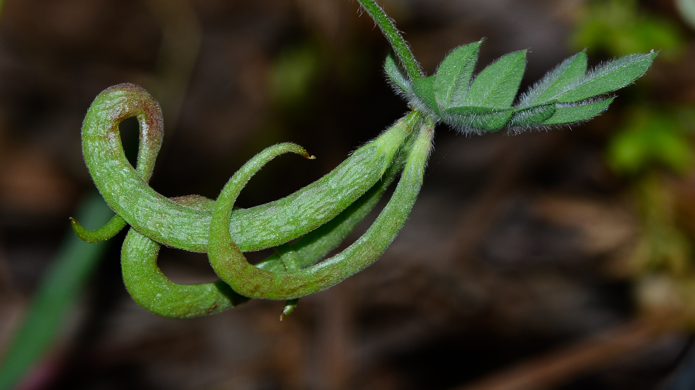 Изображение особи Ornithopus compressus.