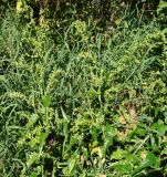 Atriplex sagittata. Верхушки плодоносящих побегов. Восточный Казахстан, Уланский р-н, окр.с. Украинка, луг. 02.09.2016.