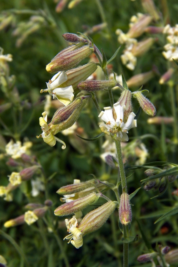 Image of Silene amoena specimen.