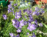 Polemonium caeruleum. Цветки. Тверская обл., Весьегонск, в культуре. 30 мая 2016 г.