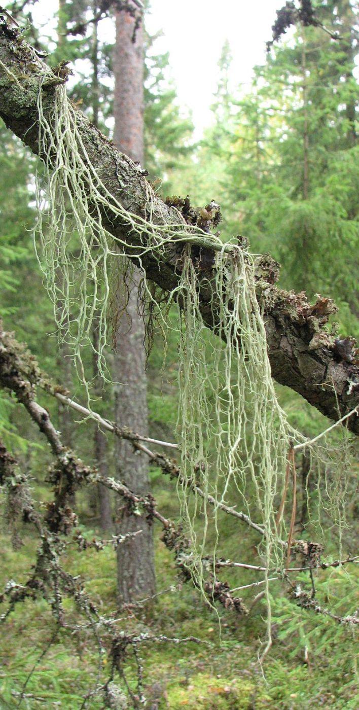 Image of Evernia divaricata specimen.