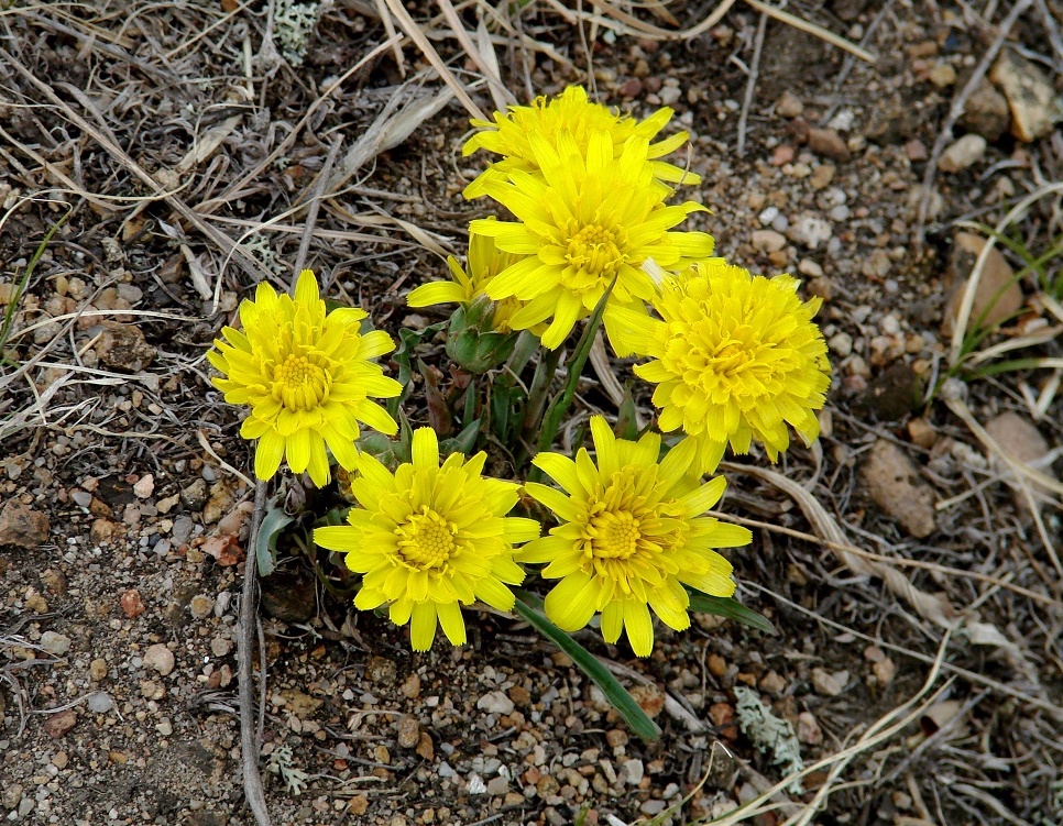 Image of Scorzonera austriaca specimen.