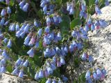 Mertensia maritima. Верхушки цветущего растения. Магаданская обл., окр. Магадана, бухта Гертнера, на берегу среди камней. 13.07.2009.