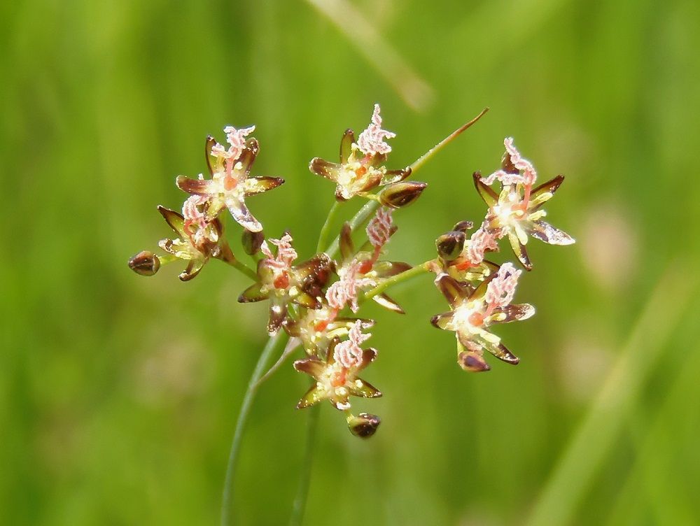 Image of Juncus compressus specimen.