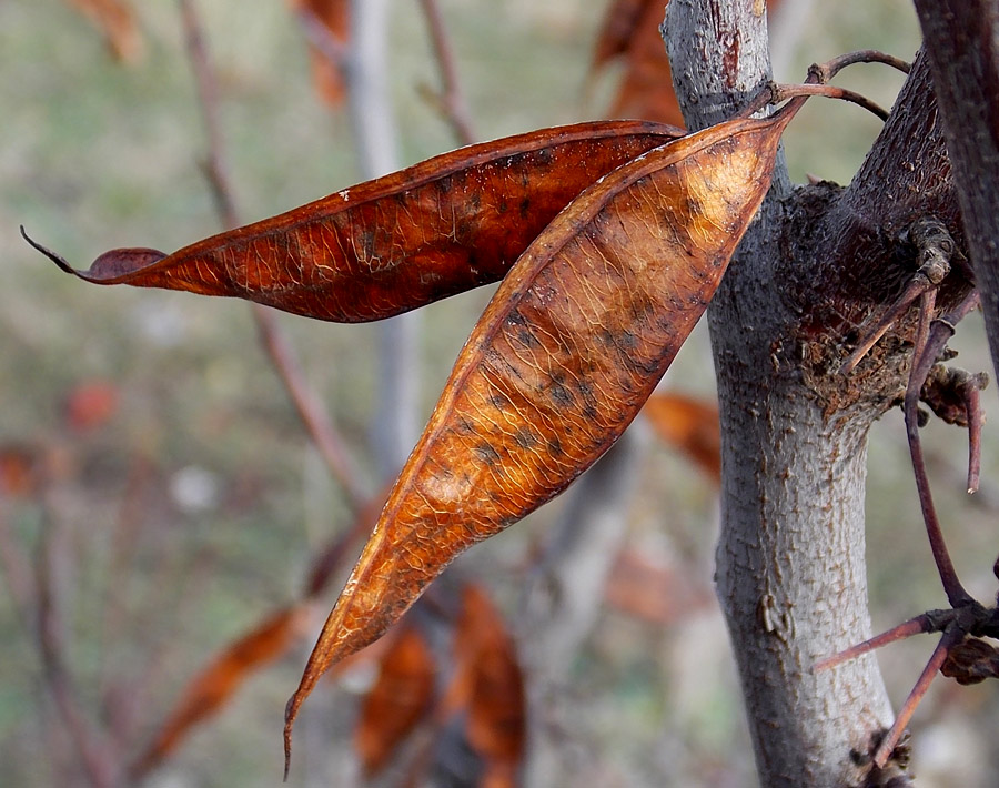 Image of Cercis siliquastrum specimen.