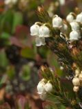 Cassiope ericoides. Верхушки цветущих побегов. Магаданская обл., Ольский р-н, бассейн р. Омчик, р. Нижний Омчик, сопка Тысячник, на каменистом склоне. 18.06.2011.