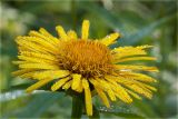 Inula salicina