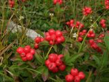 Chamaepericlymenum suecicum. Верхушки плодоносящих растений (в сообществе с Euphrasia и Carex). Магаданская обл., окр. Магадана, сопка близ города, разнотравная поляна на склоне. 12.08.2016.