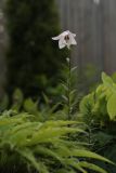 Lilium mackliniae