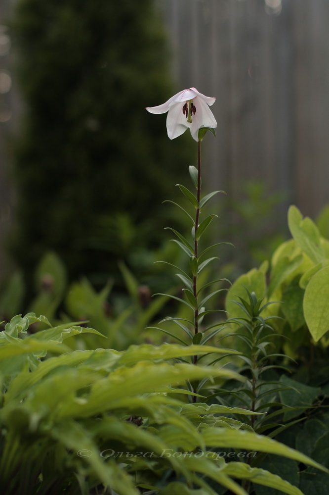 Image of Lilium mackliniae specimen.