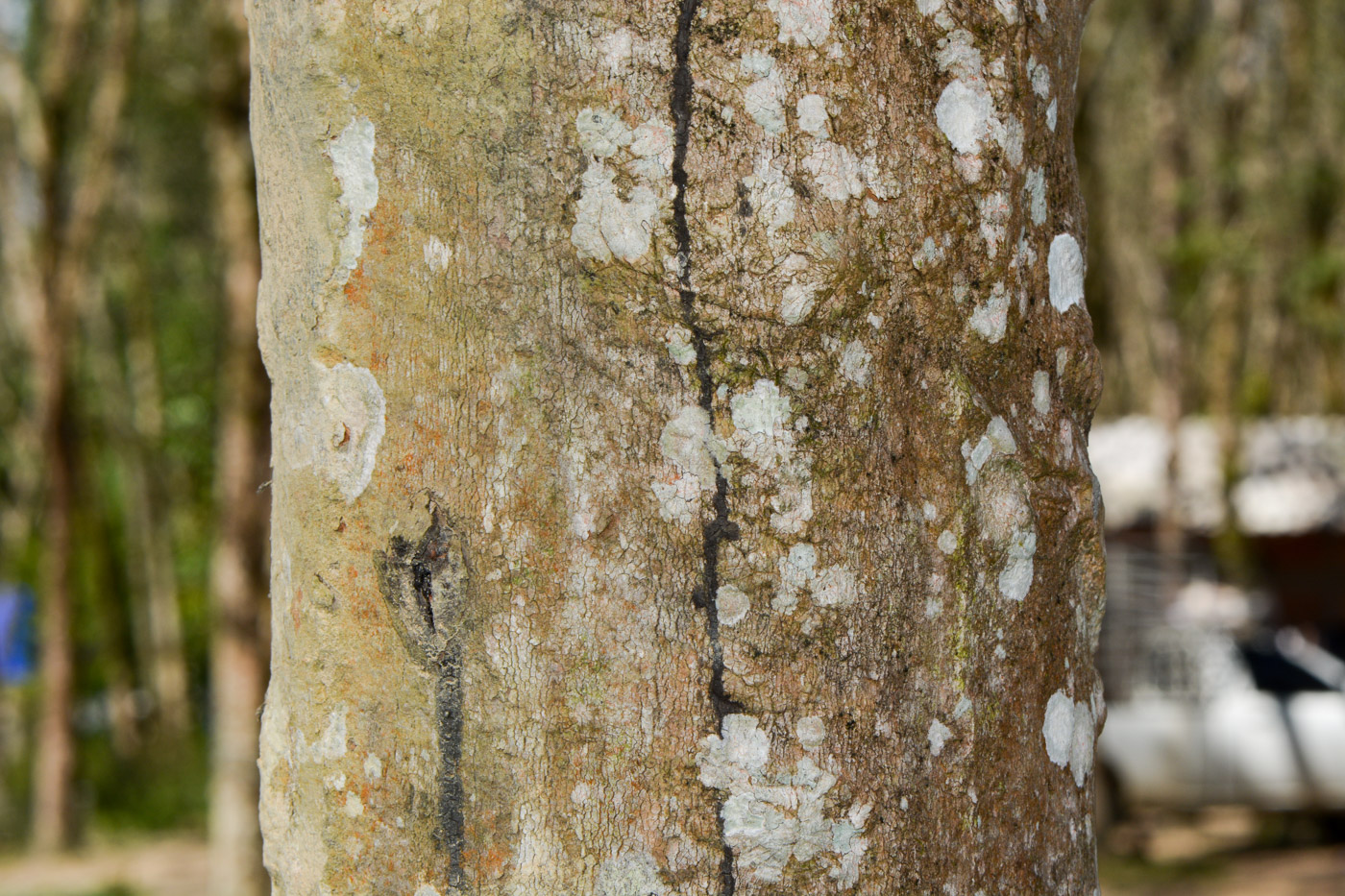 Image of Hevea brasiliensis specimen.