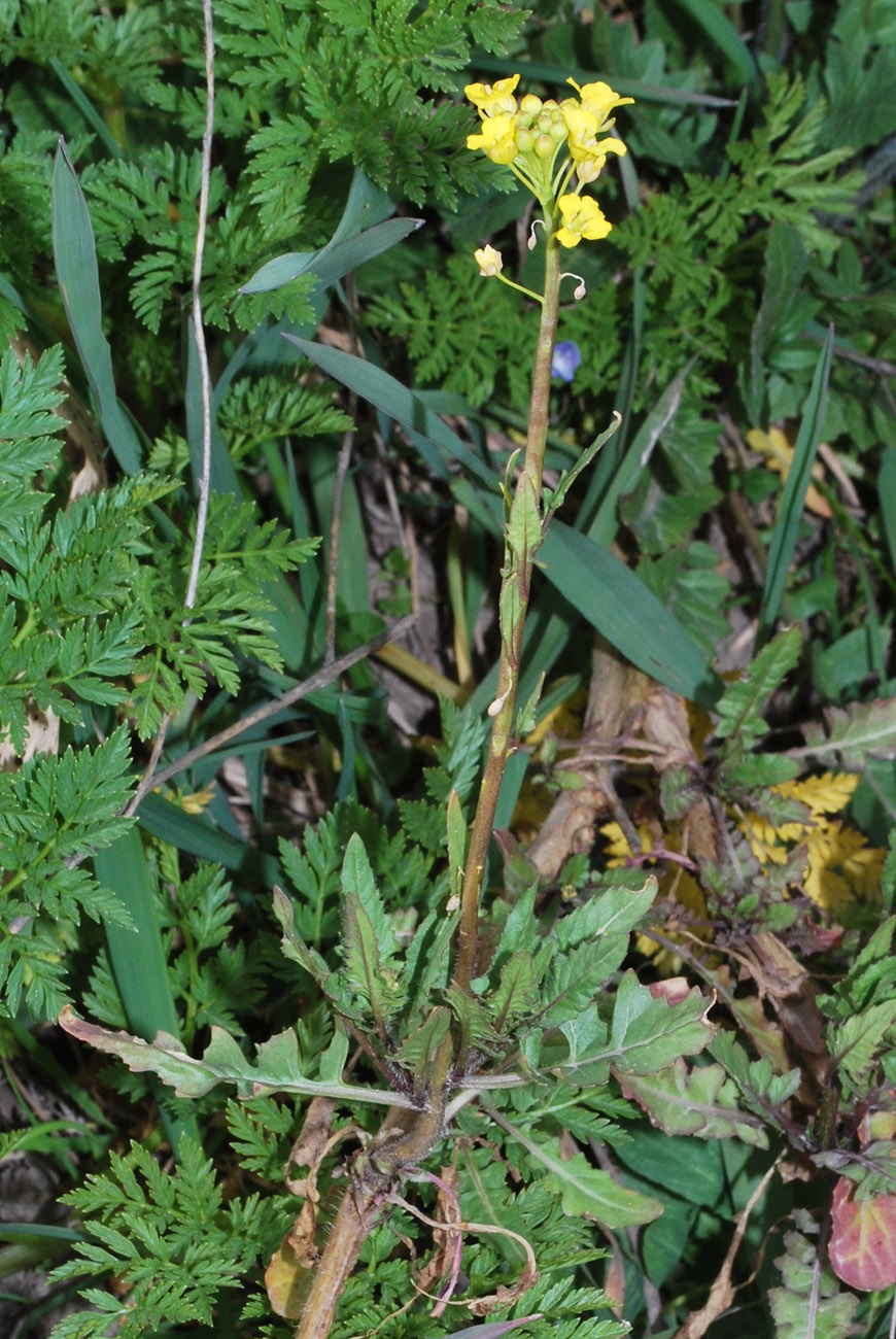 Image of Sisymbrium loeselii specimen.