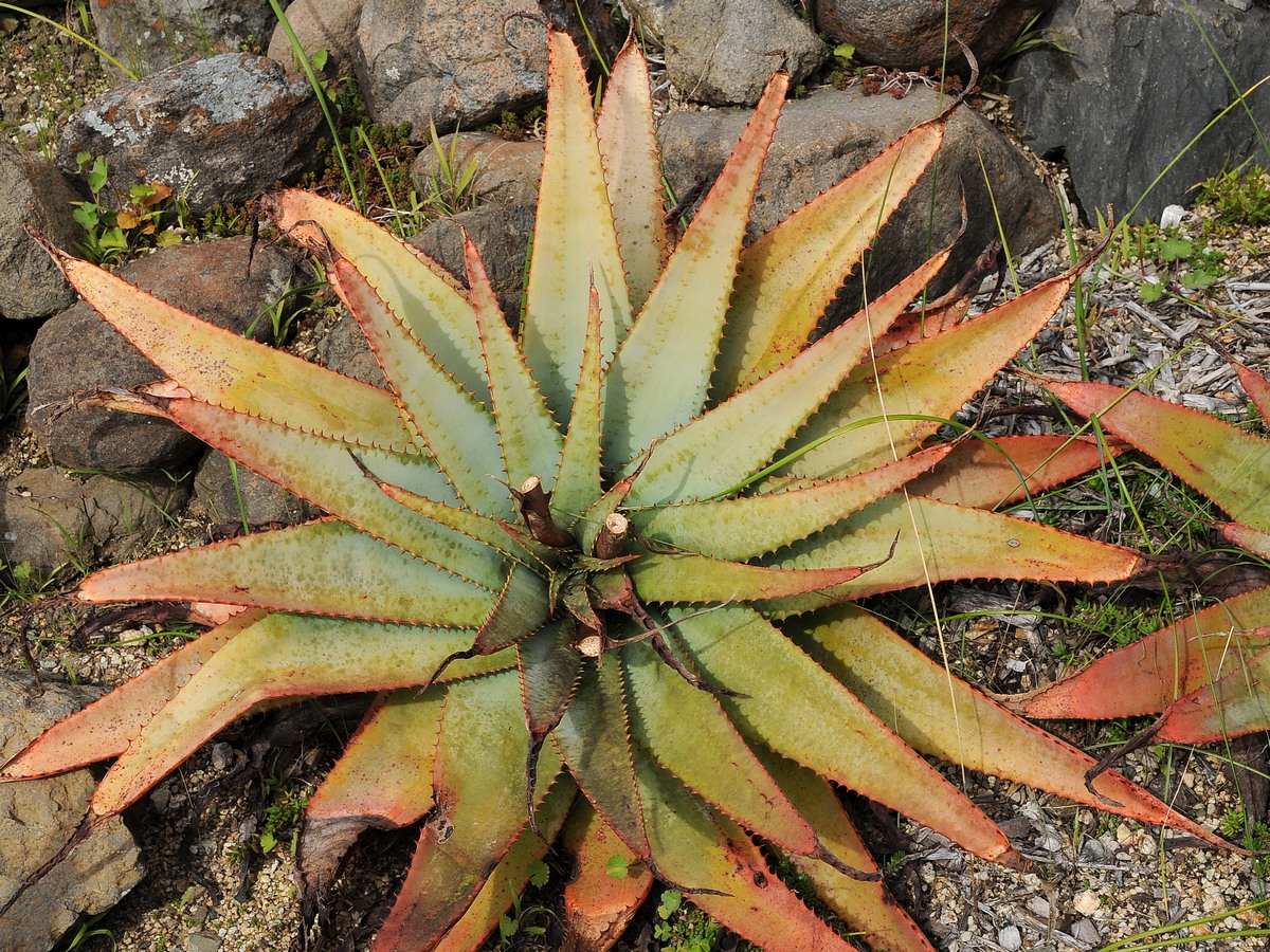 Изображение особи Aloe suprafoliata.
