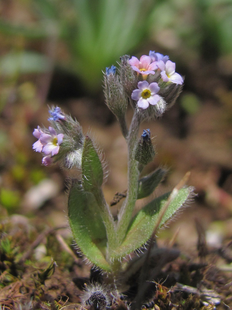 Image of Myosotis incrassata specimen.