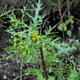 Senecio vulgaris