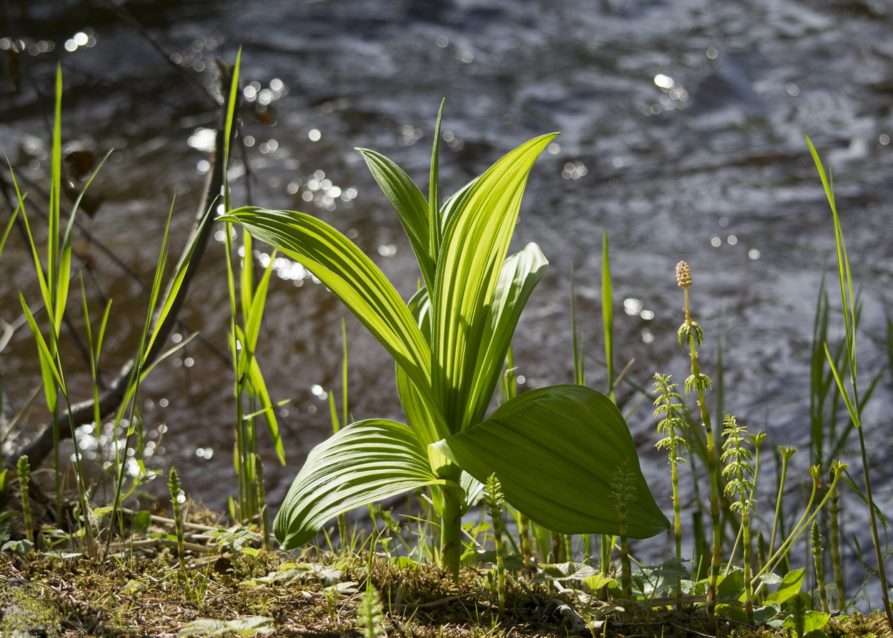 Изображение особи Veratrum lobelianum.