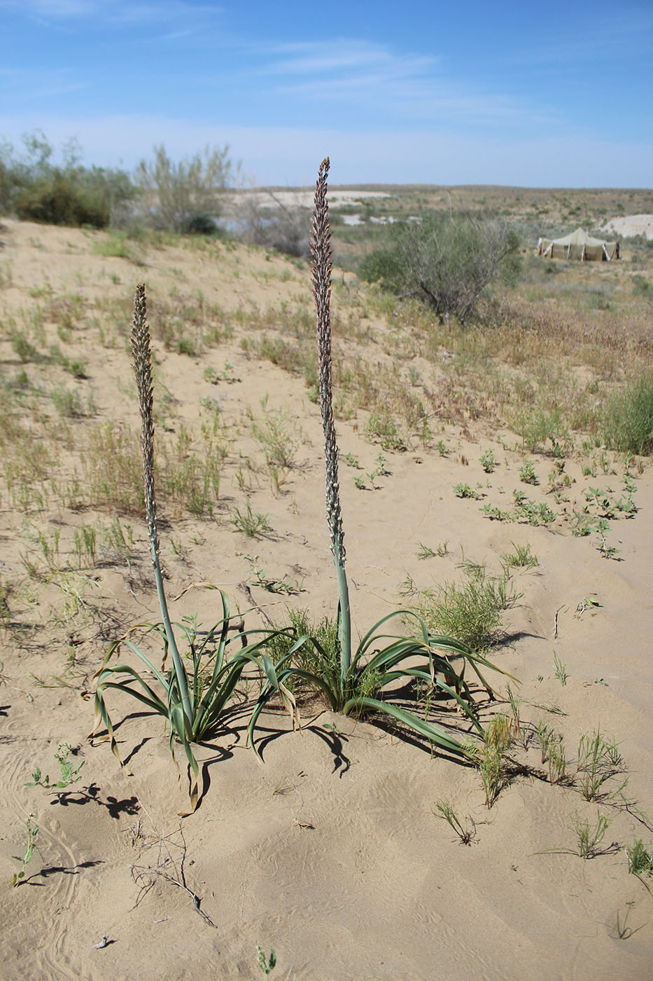 Image of Eremurus inderiensis specimen.