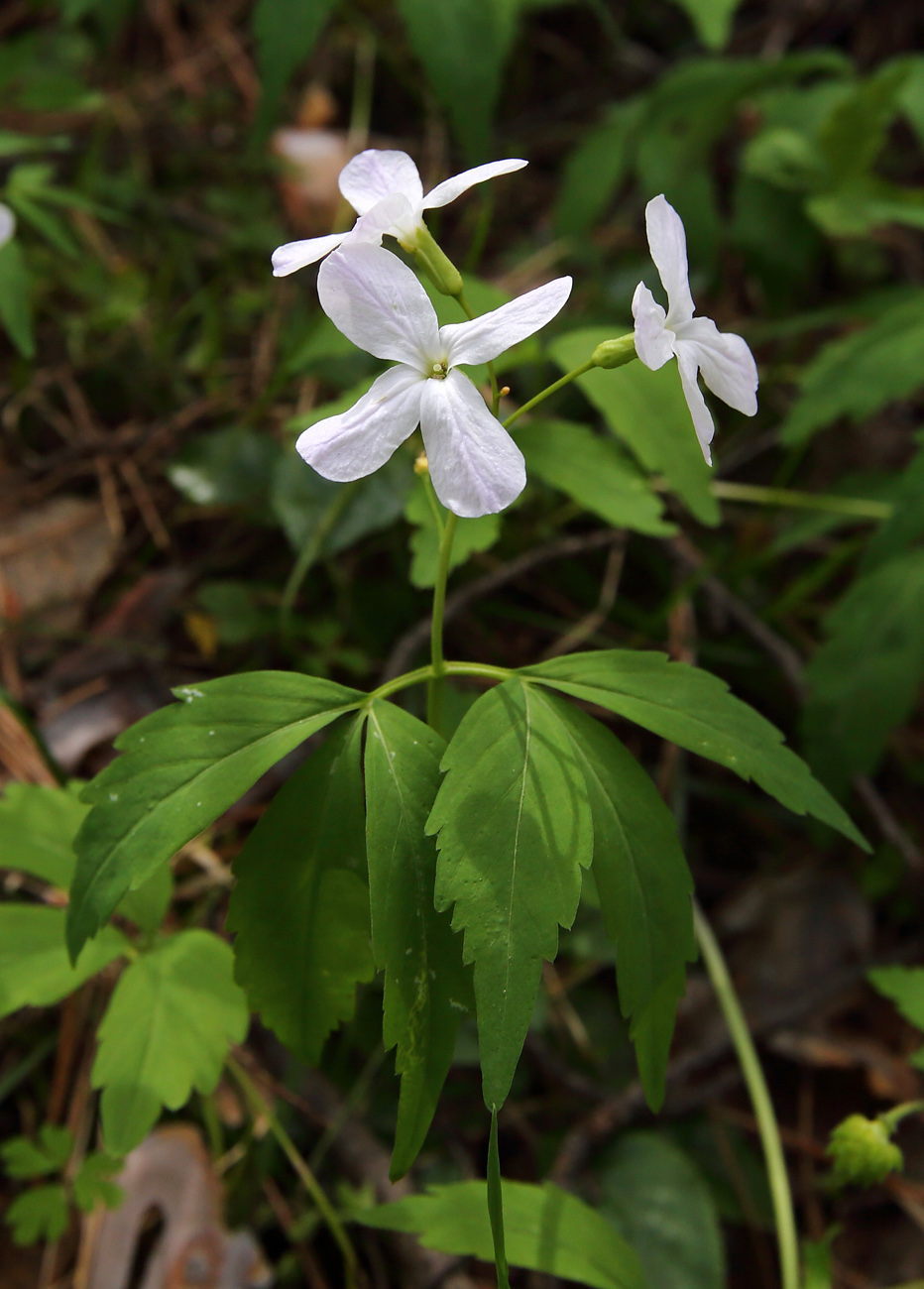 Изображение особи Cardamine altaica.