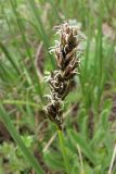 Carex divisa